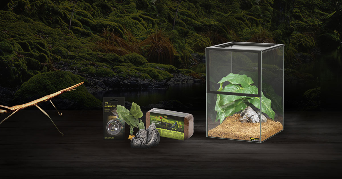 Reptiles Planet Kit con terrarios Insecto de plástico para cétoine 31 x 20 x 21 cm 